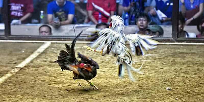 Hướng dẫn xem và cá cược đá gà Thomo mới nhất cho tân thủ 5 Đá gà Thomo là gì?