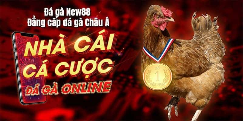 Hướng dẫn xem và cá cược đá gà Thomo mới nhất cho tân thủ 7 Hướng dẫn cá cược đá gà Thomo